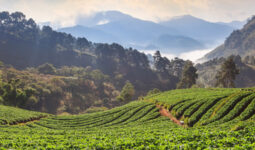 shutterstock_173232479-1-255x150