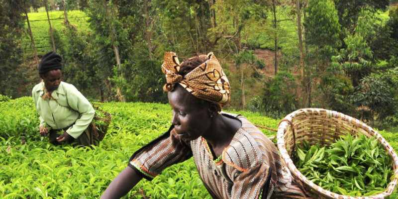 farmer-one1-e1582224836362