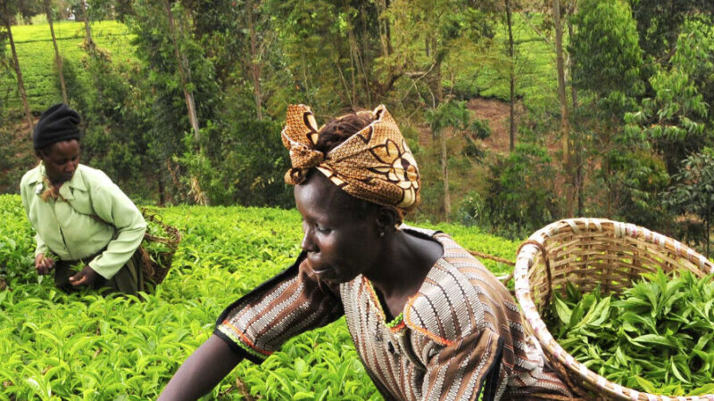 farmer-one1-e1582224836362